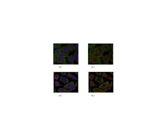 62-8461-49 Anti-NF-E2-related factor 2 Antibody, Cat. No. ABE413 ABE413