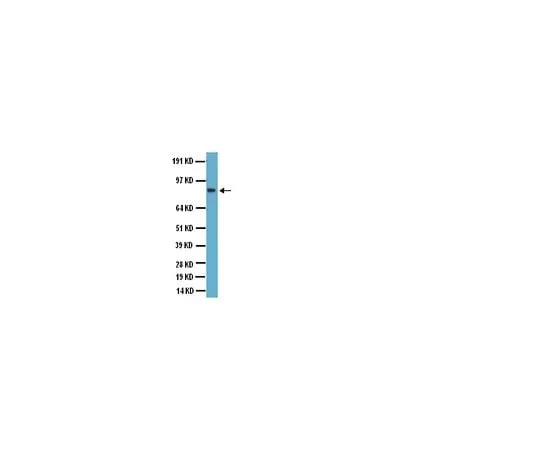 62-8445-01 Anti-Glutamate Receptor 2 and 3; 50 μg AB1506