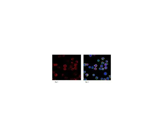 62-8461-68 Anti-RAG-1 Antibody Cat. No. ABE440 ABE440