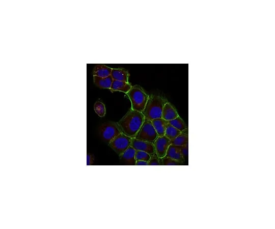 62-8371-53 Anti-Ras Antibody, clone RAS10, Alexa Fluor(R) 555 Conjugate 05-516-AF555