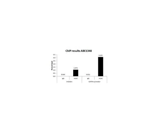 62-8463-38 Anti-Histone H2A.Z (C-term) ABE1348