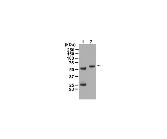 62-8392-80 Anti-Akt/PKB, PH Domain, clone SKB1, Magnetic Bead Conjugate; 200 μL 16-318