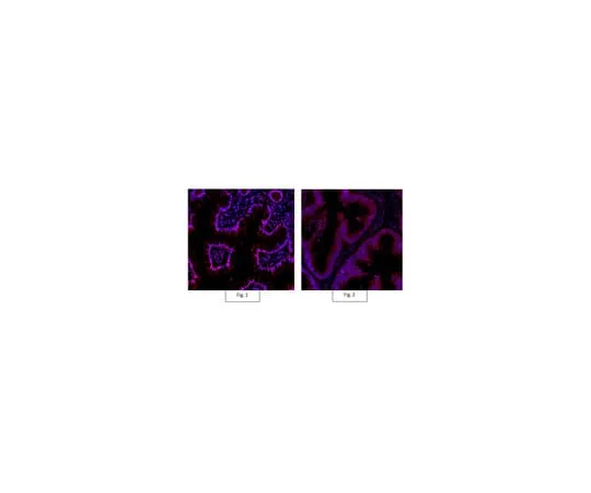 62-8372-33 Anti-Active-β-Catenin Antibody, clone 8E7, Alexa Fluor(R) 555 05-665-AF555
