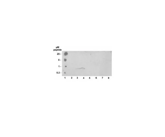 62-8368-47 Anti-phospho-Histone H3 (Thr3), clone JY325; 100 μg 04-746