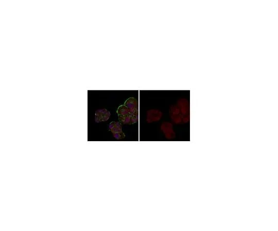 62-8381-90 Anti-Androgen Receptor Antibody, Alexa Fluor(R) 555 Conjugate 06-680-AF555