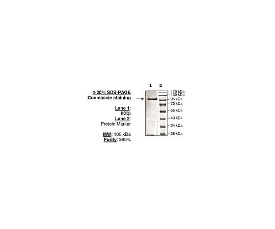 62-8391-54 IKKβ 14-485-D