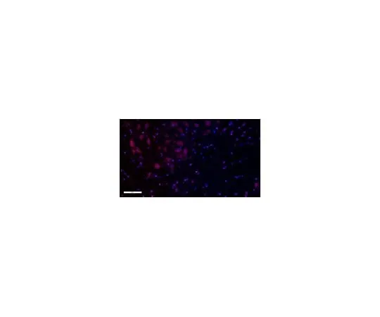 62-8453-23 Anti-Olig-2 Antibody Alexa Fluor(R) 555 Conjugate AB9610-AF555
