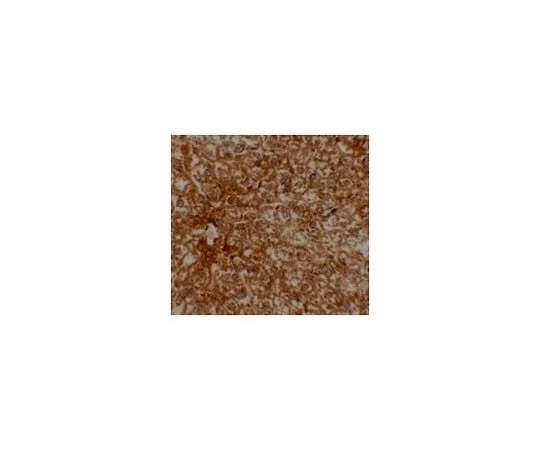 62-8467-60 Anti-EPAC2 ABN492
