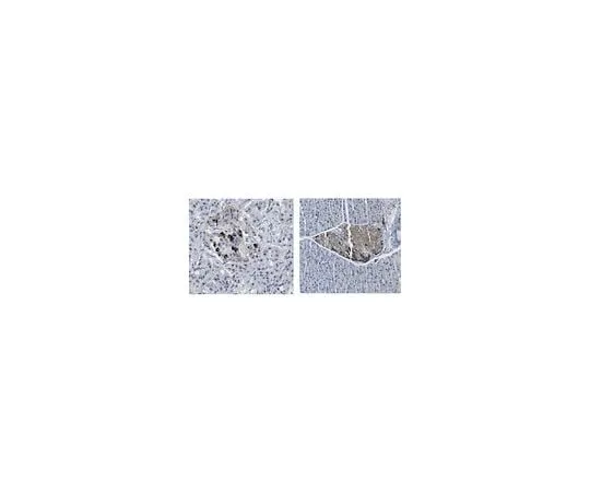 62-8453-05 Anti-Glucagon-Like Peptide 1 Receptor AB9433-I