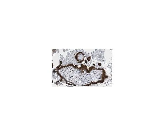 62-8384-09 Anti-NAG-1/GDF15 07-217-I