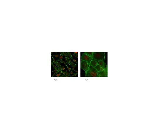 62-8372-04 Anti-RNA polymerase II, clone CTD4H8, Ascites Free 05-623-Z