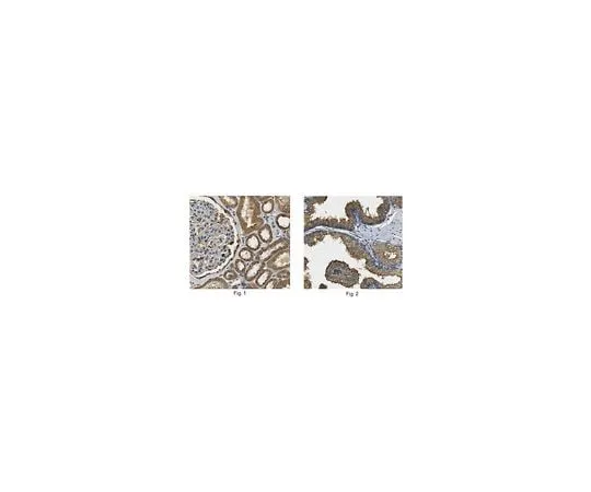 62-8466-43 Anti-Annexin A3 Antibody Cat. No. ABN294 ABN294