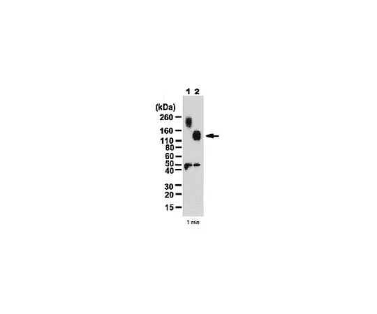 62-8446-45 Anti-MDGA1; 100 μg AB2226