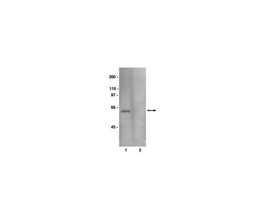 62-8392-05 AMPK Pathway Explorer Antibody MiniPack; 3 vials/Pk/Pk 15-115
