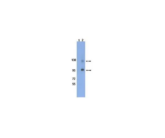 62-8452-56 Anti-phospho-Integrin β1 (Tyr795); 100 μg AB8126