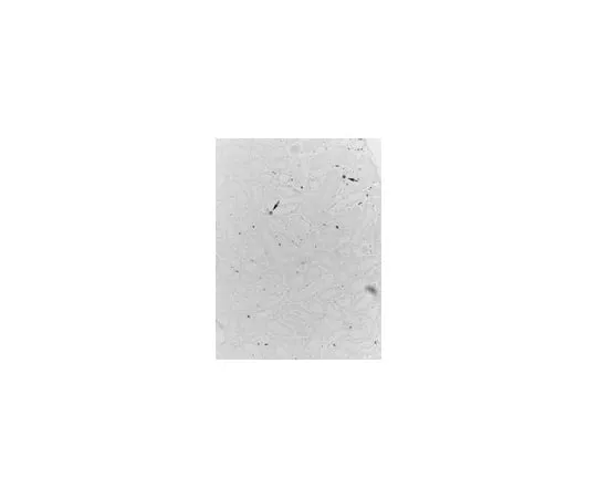 62-8370-80 Anti-PCNA, clone PC10; 100 μg 05-347