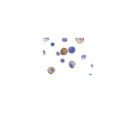 62-8457-85 Anti-Bmf ABC348