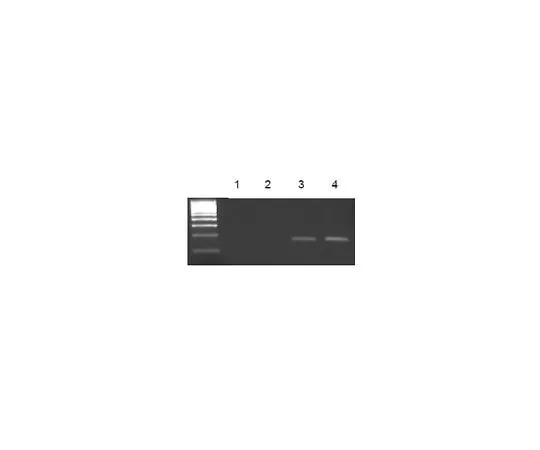 62-8393-36 EZ-Magna ChIP(TM) G Chromatin Immunoprecipitation Kit; 22 assays 17-409