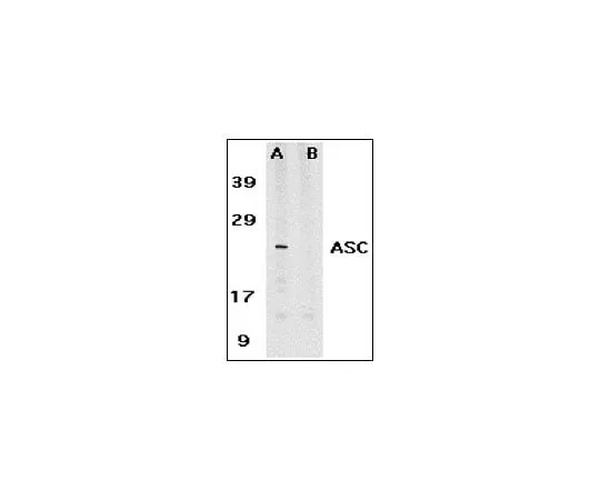 62-8448-24 Anti-ASC; 100 μg AB3607