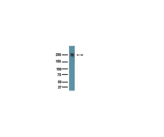 62-8446-11 Anti-Fibronectin; 100 μL AB1954