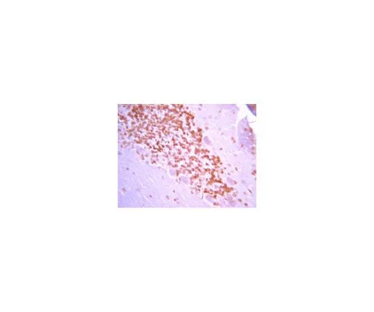 62-8446-48 Anti-Galanin; 100 μL AB2233
