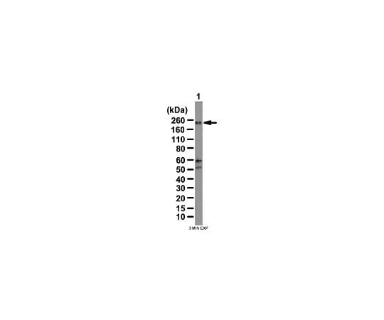 62-8388-89 Anti-WNK3; 100 μL 7-62