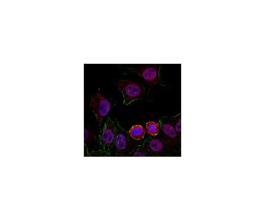 62-8463-23 Anti-Hec1 ABE1302