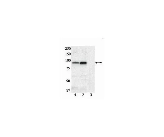 62-8386-69 anti-phospho-Glycogen Synthase(Ser641/Ser645); 100 μL 07-817