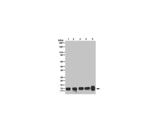62-8373-45 Anti-Histone H4, pan, clone 62-10C-2 05-858R