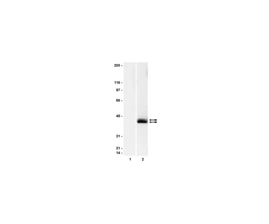 62-8371-32 Anti-phospho-MAP Kinase1/2 (Erk 1/2), clone 12D4; 100 μg 05-481