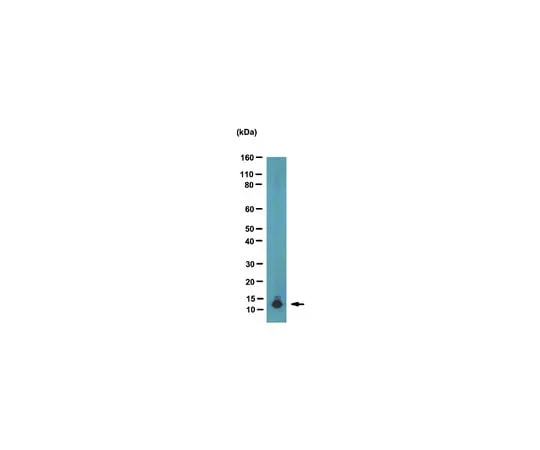 62-8374-78 Anti-acetyl Histone H4 (Lys5/8/12/16), clone 3HH4-4C10; 100 μL 05-1355