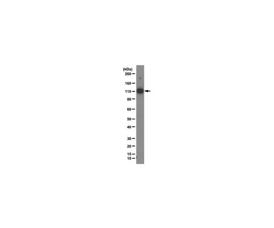 62-8375-11 Anti-hnRNP U, clone 3G6; 100 μg 05-1516