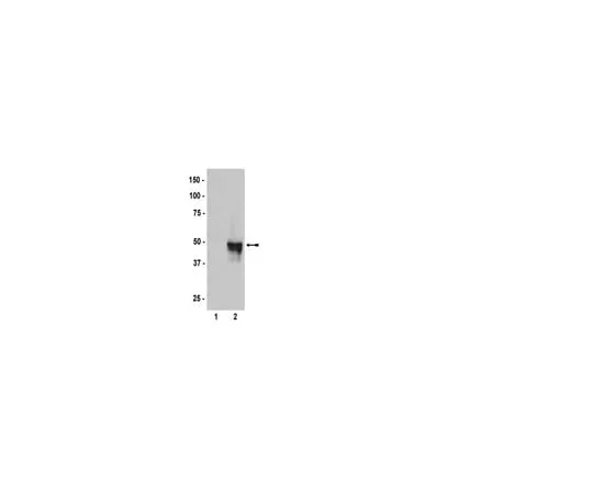 62-8373-64 Anti-HA Tag; 200 μg 05-904
