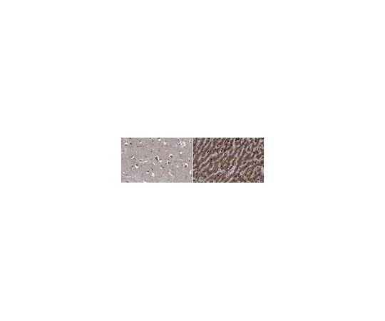 62-8381-42 Anti-Cathepsin B 06-480-I