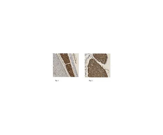 62-8466-87 Anti-Myelin protein P0 ABN363