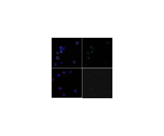 62-8465-18 Anti-phospho-Syk (Tyr323) Antibody, Alexa Fluor(R) 488 Conjugate ABF1207-AF488