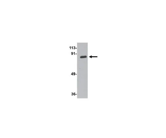 62-8465-07 Anti-ZC3H12A Antibody ABF292 ABF292
