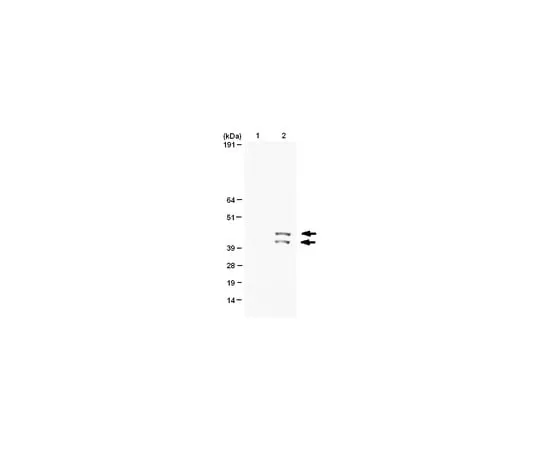 62-8368-63 Anti-phospho-MAP Kinase 1/2 (Erk1/2)(Thr185/Tyr187), clone AW39; 100 μL 04-797