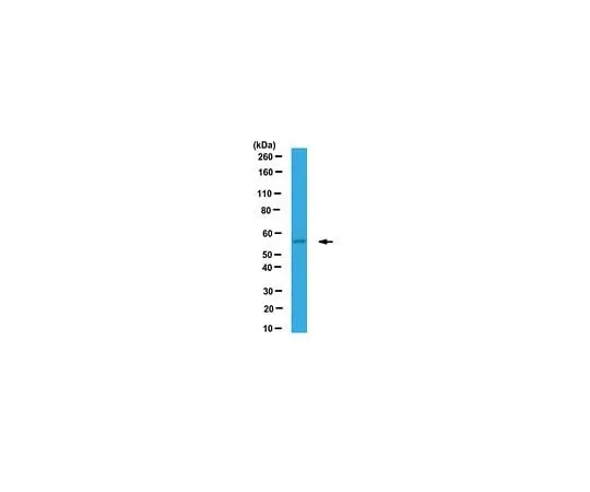 62-8464-54 Anti-IFIT1/p56 ABF117