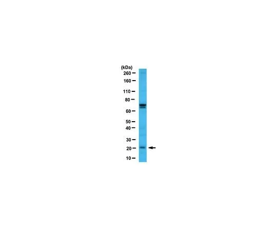 62-8458-53 Anti-BCL2A1/BFL-1 ABC498