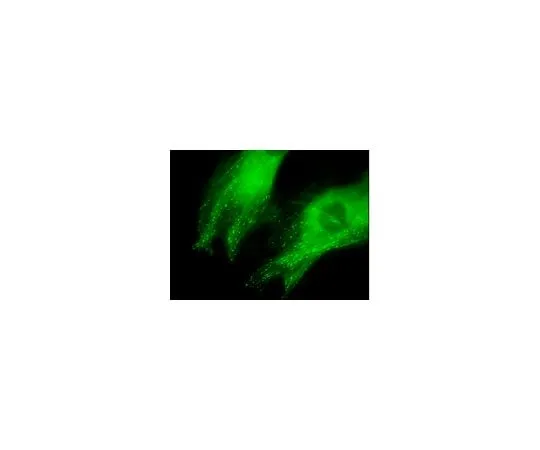 62-8394-53 LentiBrite(TM) EB3-GFP Lentiviral Biosensr 17-10208