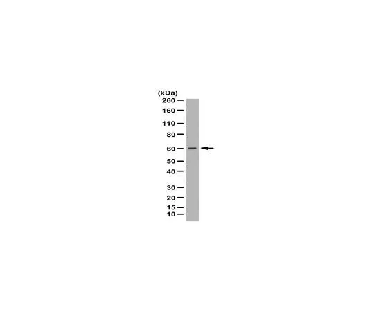62-8388-76 Anti-Abl interactor 1; 100 μL 7-78
