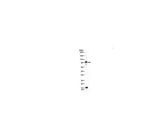 62-8459-25 Anti-ALIX ABC1435