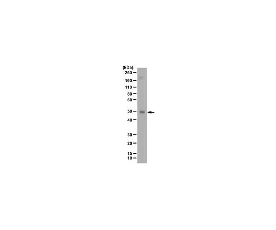 62-8382-24 Anti-NFκB p50 Antibody 06-886-I