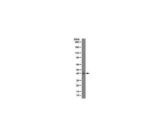 62-8375-22 Anti-TATA-box-binding protein, clone SL30-3-563; 100 μg 05-1531