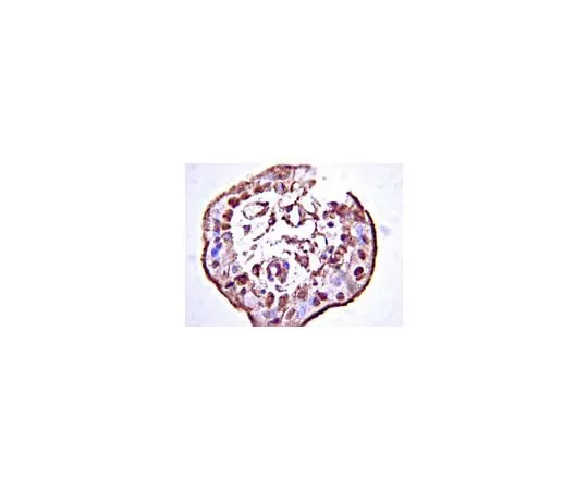 62-8452-32 Anti-Stabilin-1, C-terminus; 100 μL AB6021