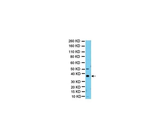 62-8388-32 Anti-RAD51; 100 μg 07-1782