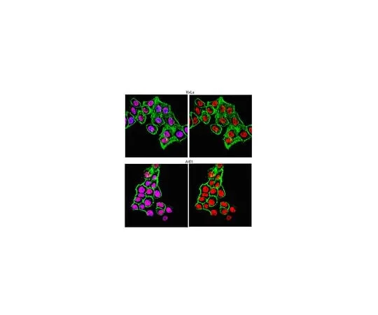 62-8460-42 Anti-Sp1 ; 100 μg ABE135