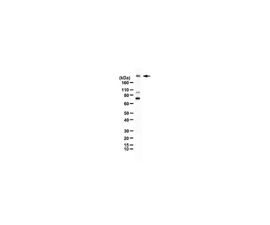 62-8463-76 Anti-phospho Brd4 (Ser492/Ser494) ABE1453