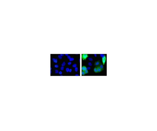 62-8373-86 Anti-His Tag, clone HIS.H8; 200 μg 05-949